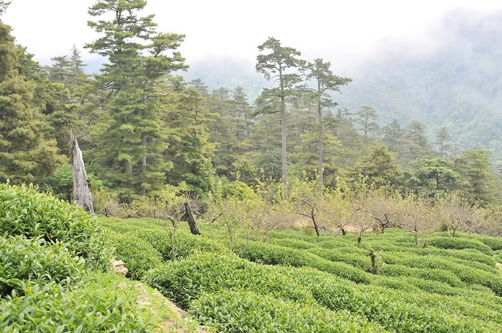 The World's Highest Tea Plantation