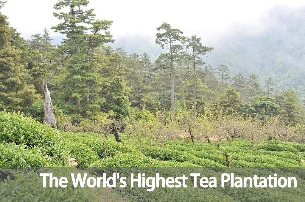 The-Worlds-Highest-Tea-Plantation