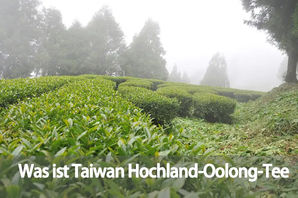 Was ist Taiwan Hochland-Oolong-Tee