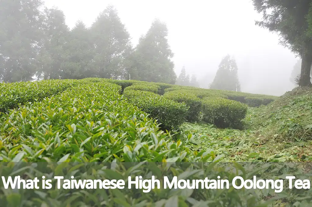 What is Taiwanese High Mountain Oolong Tea