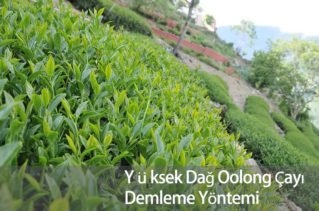 Yüksek Dağ Oolong Çayı Demleme Yöntemi