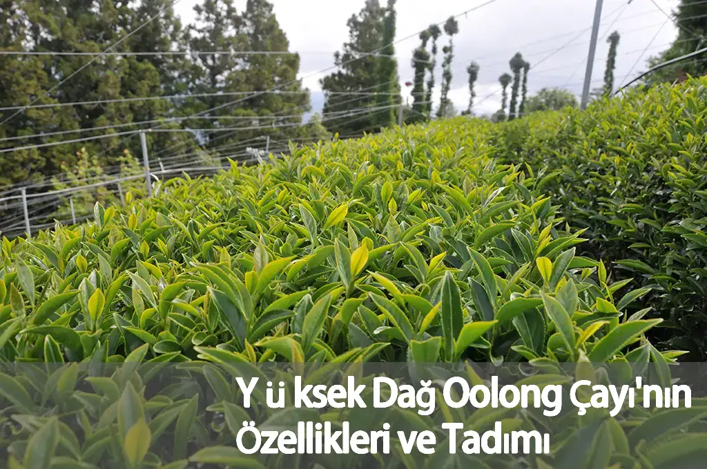 Yüksek Dağ Oolong Çayı'nın Özellikleri ve Tadımı