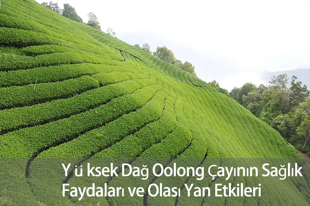 Yüksek Dağ Oolong Çayının Sağlık Faydaları ve Olası Yan Etkileri