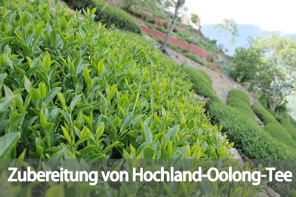 Zubereitung von Hochland-Oolong-Tee