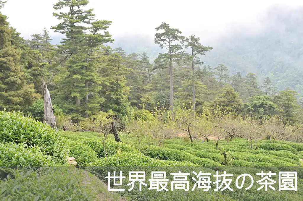 世界最高海抜の茶園