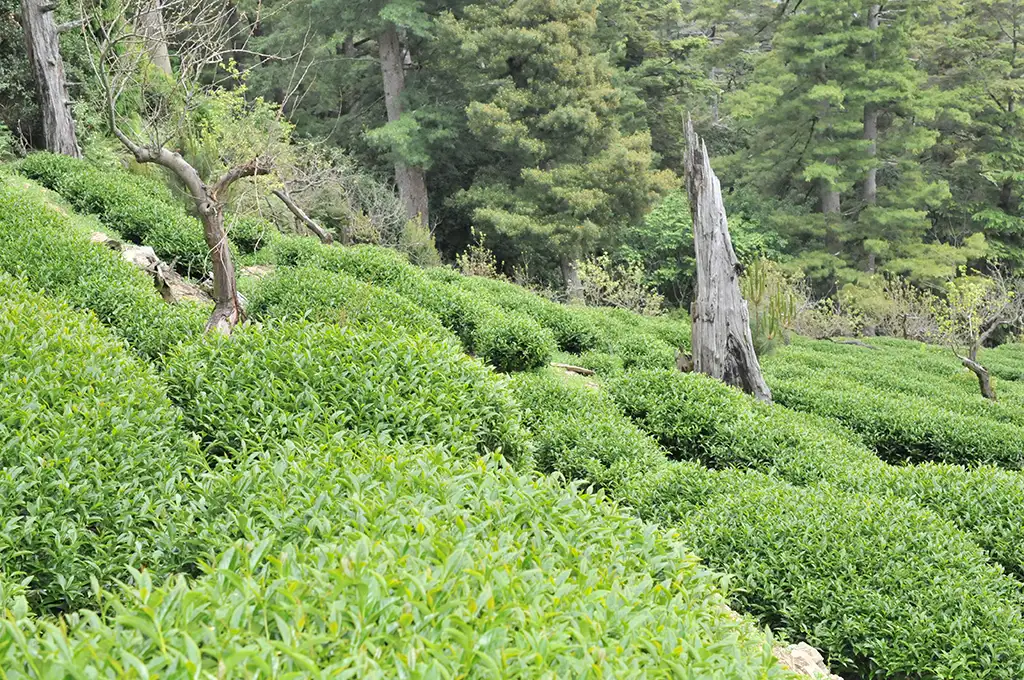 世界最高海拔的茶園