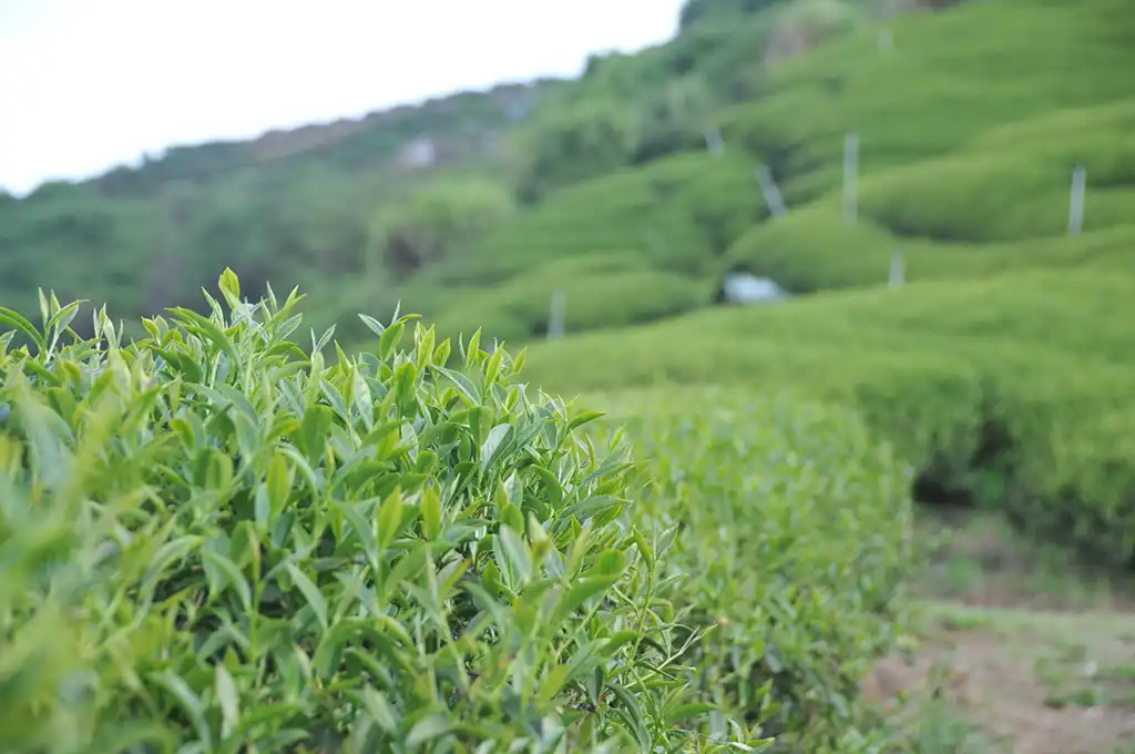 凍頂烏龍茶茶園