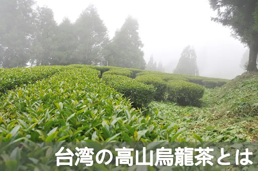 台湾の高山烏龍茶