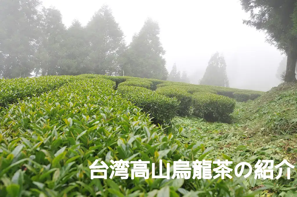 台湾高山烏龍茶