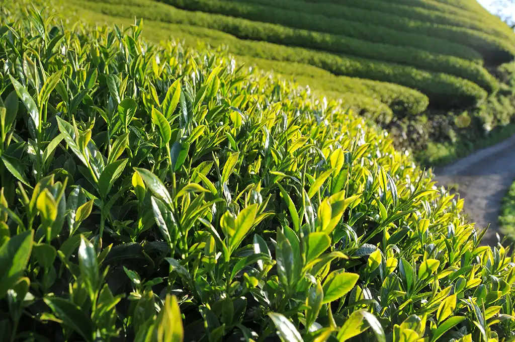 茶樹品種