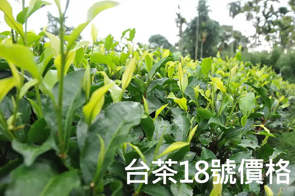 台茶18號價格