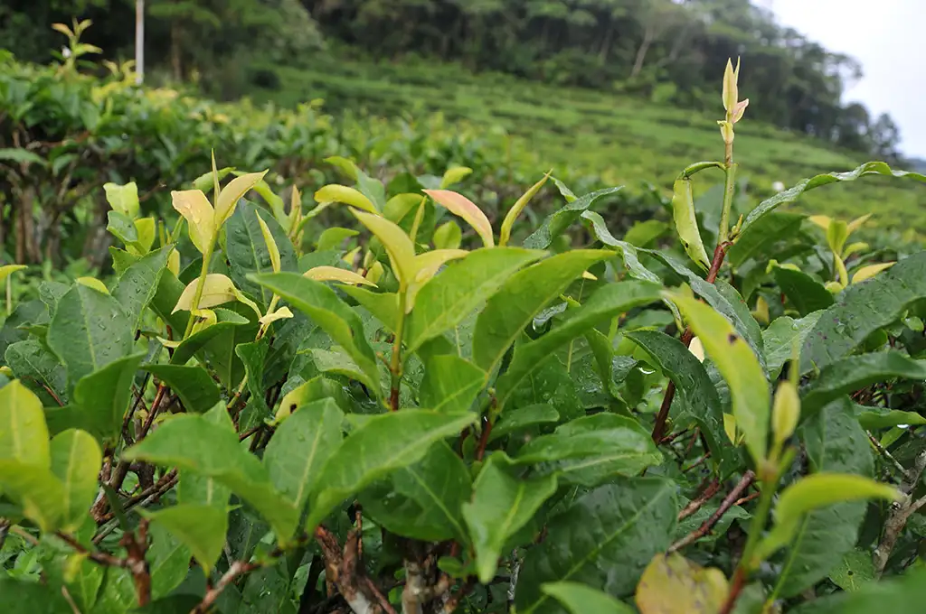 台茶18號推薦