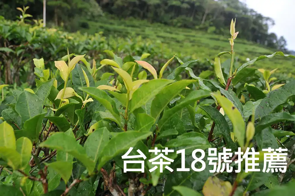 台茶18號推薦