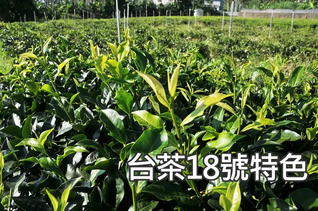 台茶18號特色