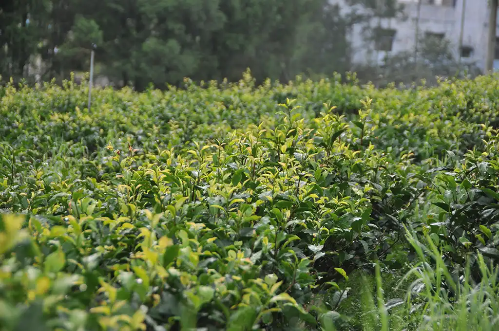 台茶18號特色