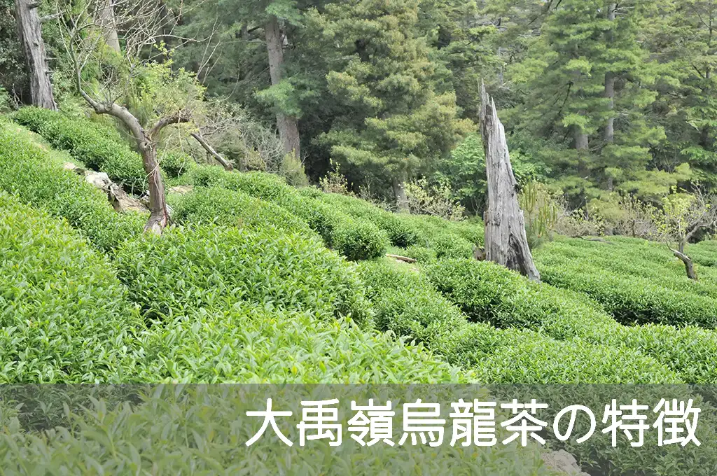 大禹嶺烏龍茶の特徴