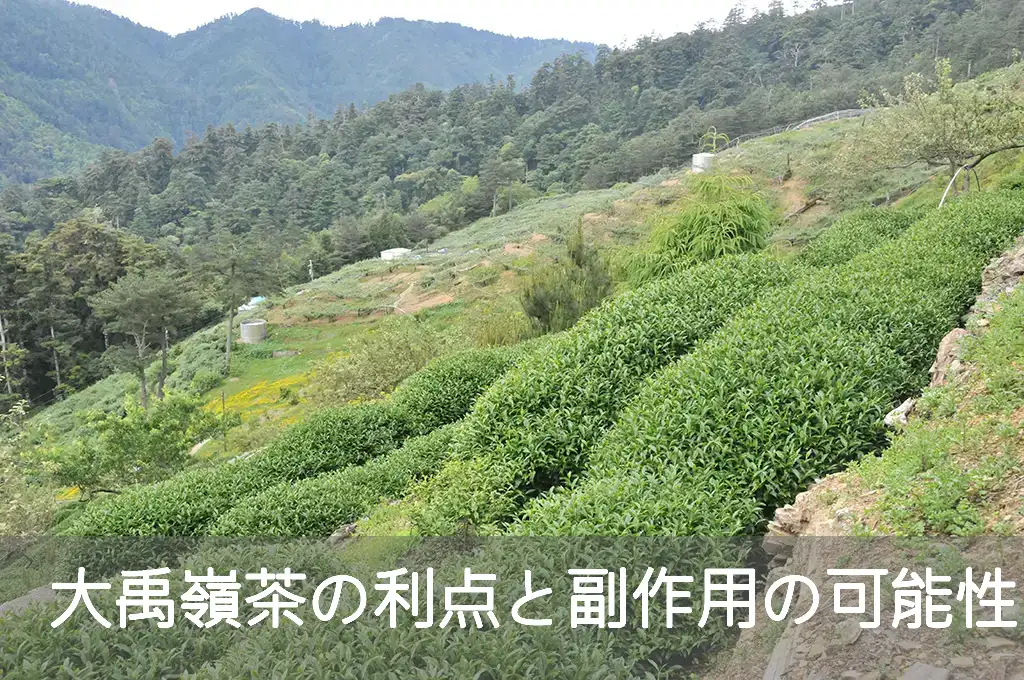 大禹嶺茶の利点と副作用の可能性