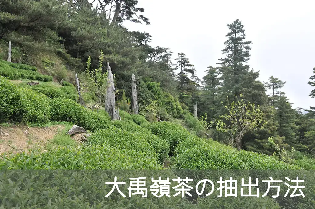 大禹嶺茶の抽出方法