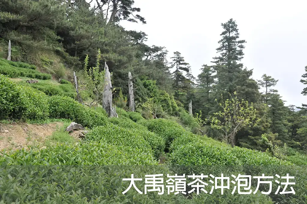 大禹嶺茶沖泡方法