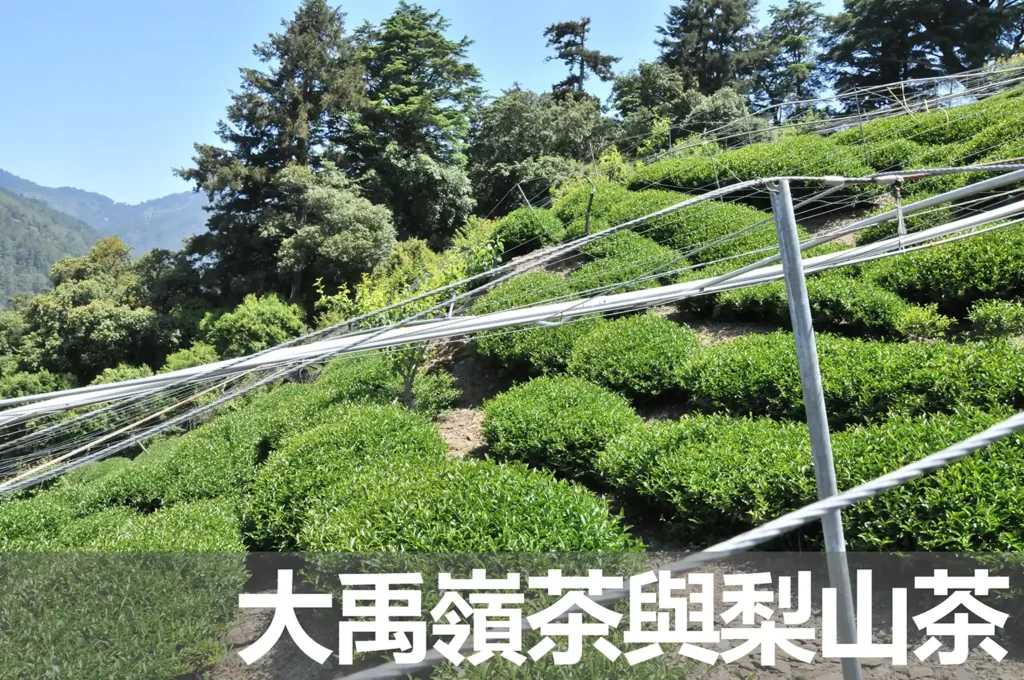 大禹嶺茶與梨山茶