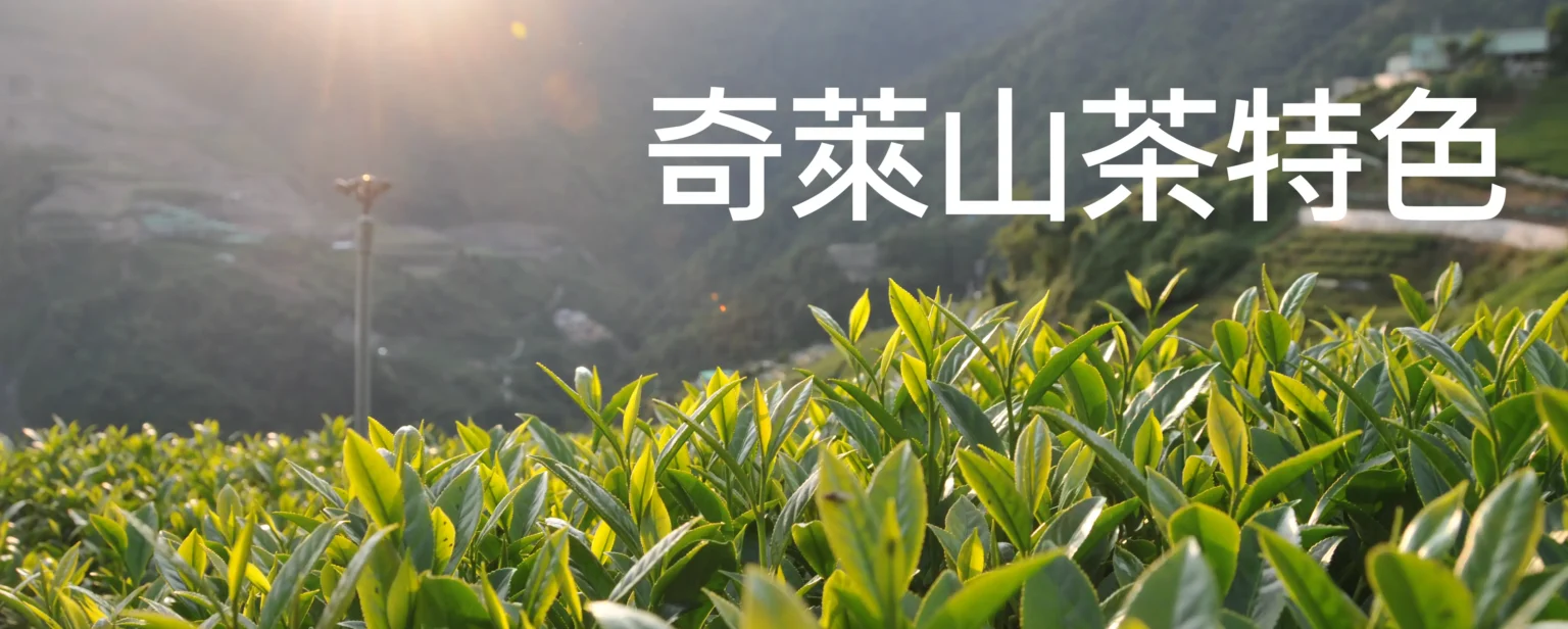 奇萊山茶特色