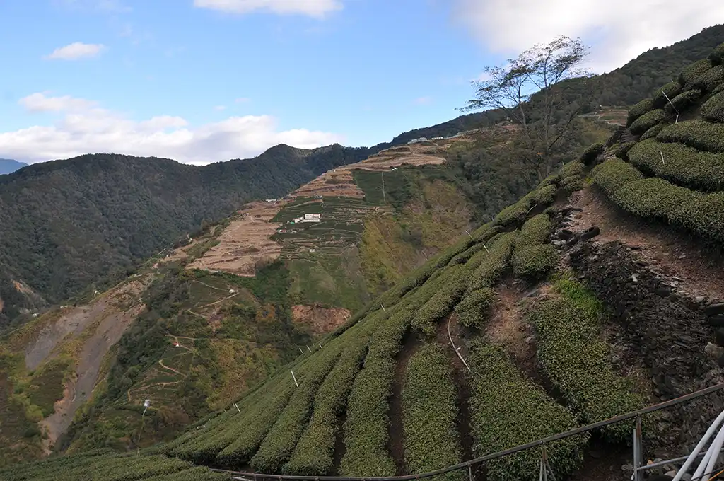 梨山北線茶園風光