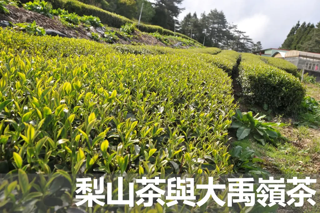 梨山茶與大禹嶺茶