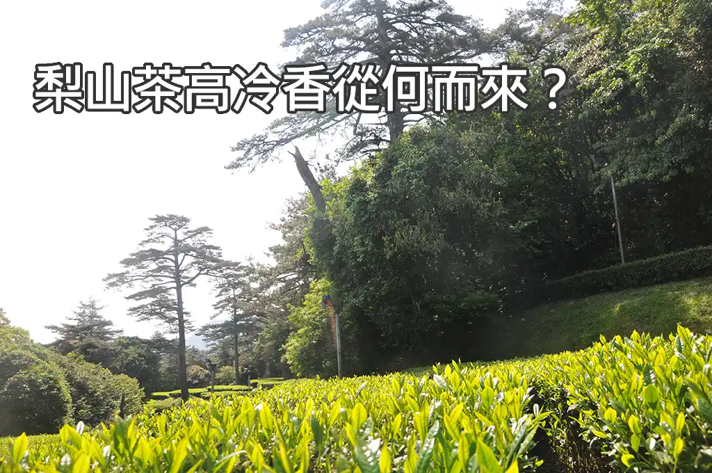 大樹旁的梨山茶園