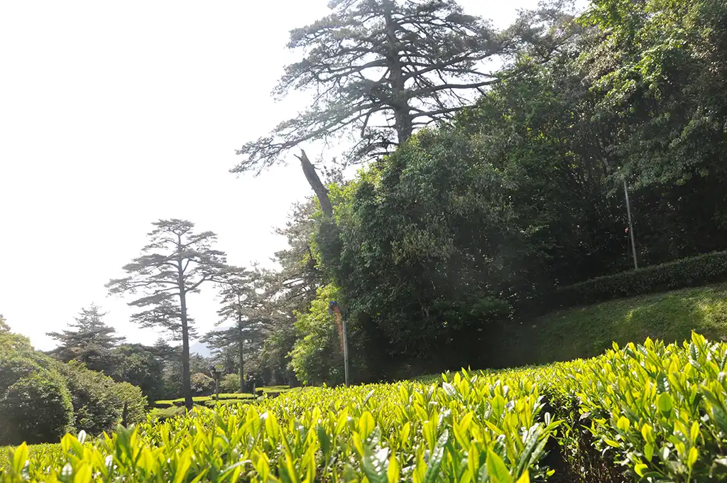 清晨的梨山茶園