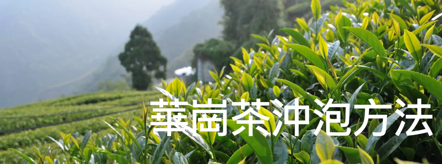 華崗茶沖泡方法