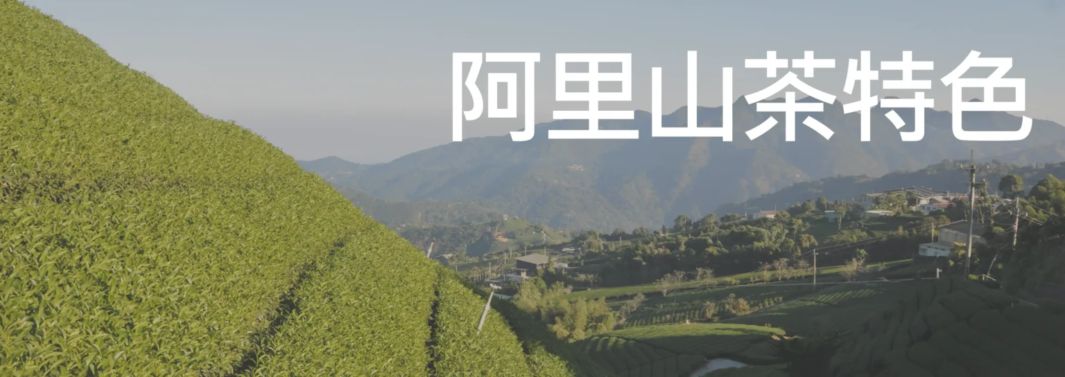 阿里山茶特色