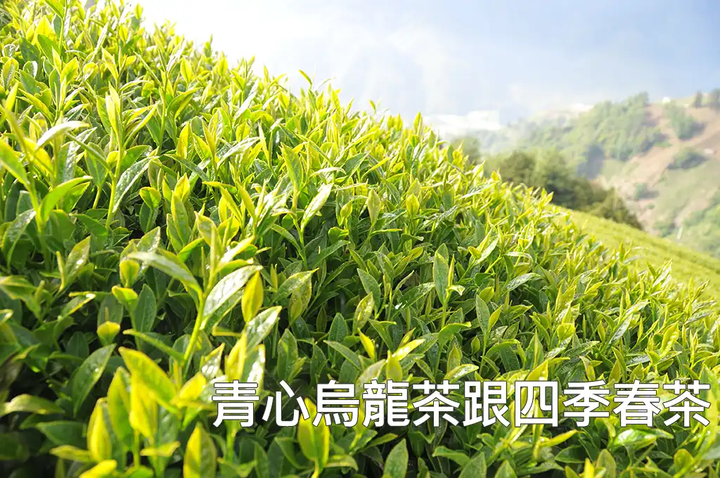 一座青心烏龍茶園