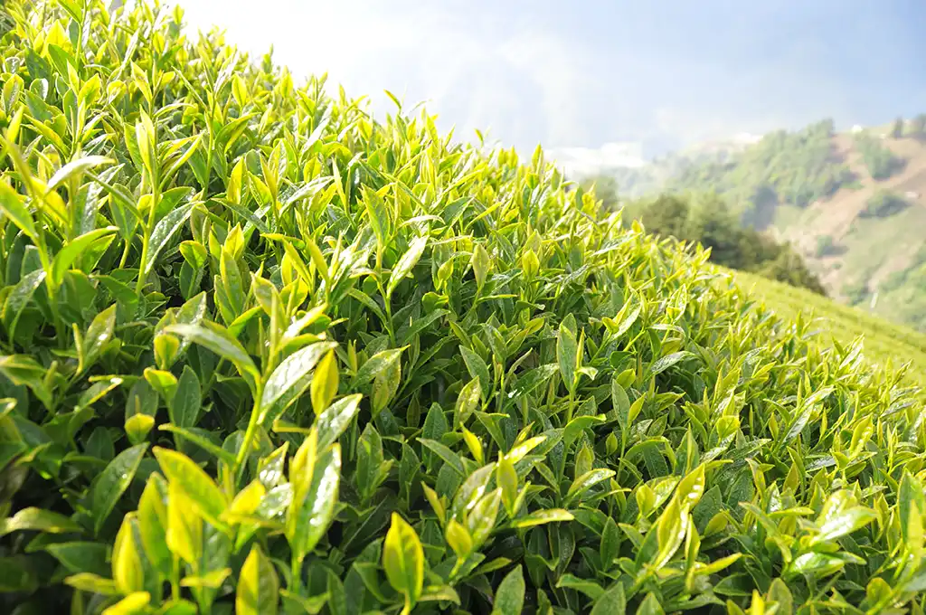 青心烏龍茶跟四季春茶