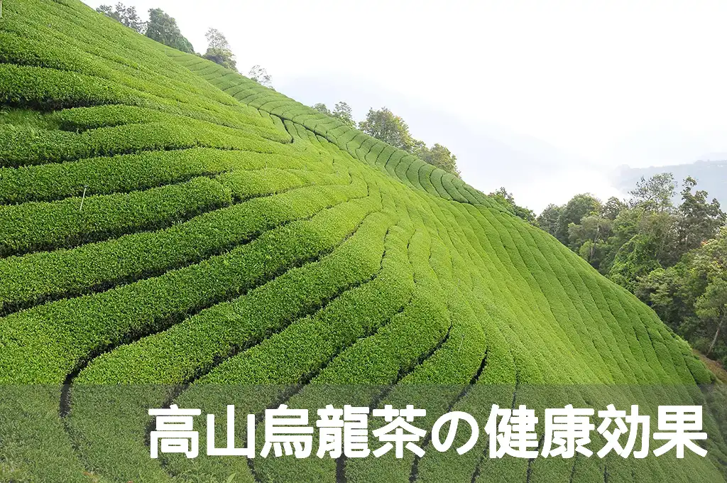 高山烏龍茶