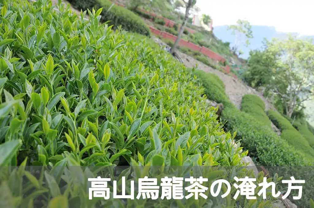 高山烏龍茶の淹れ方