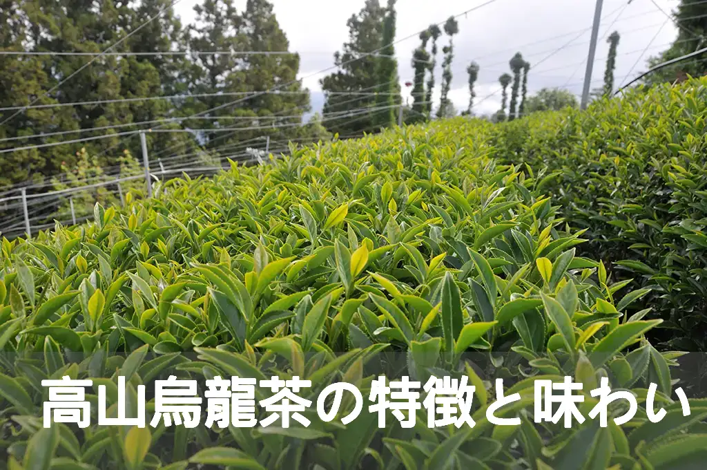 高山烏龍茶