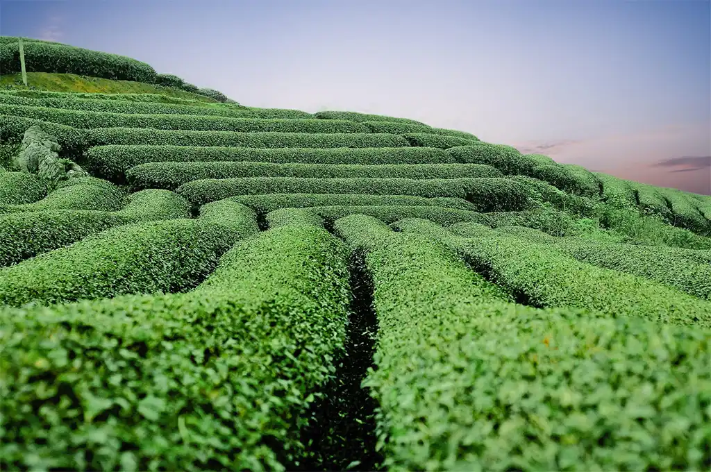 高山茶可以冷泡嗎