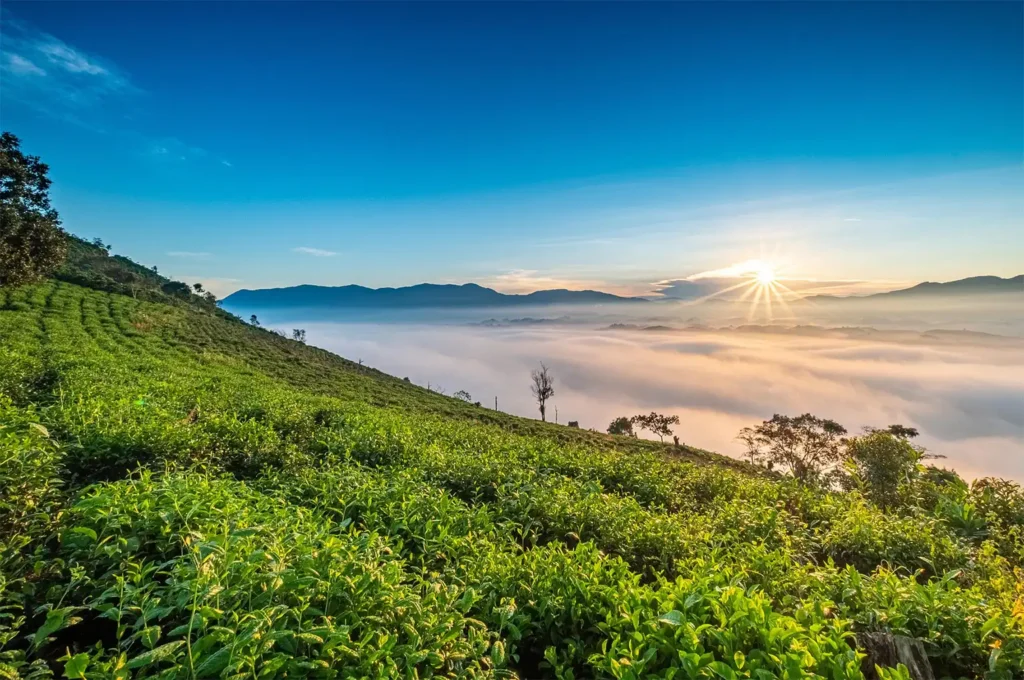 高海拔茶葉