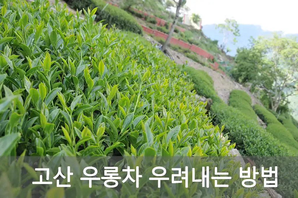 고산 우롱차 우려내는 방법