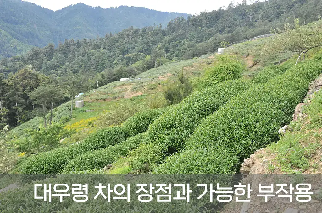 대우령 차의 장점과 가능한 부작용