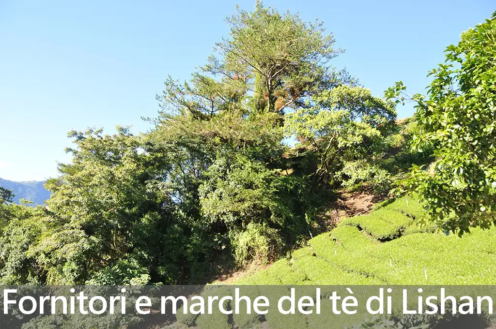 Fornitori e marche del tè di Lishan