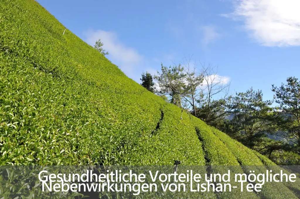 Gesundheitliche Vorteile und mögliche Nebenwirkungen von Lishan-Tee