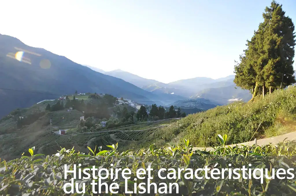 Histoire et caractéristiques du thé Lishan