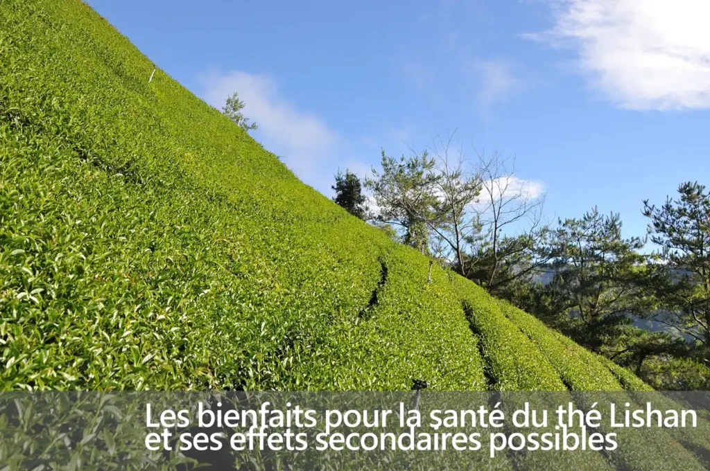 Les bienfaits pour la santé du thé Lishan et ses effets secondaires possibles