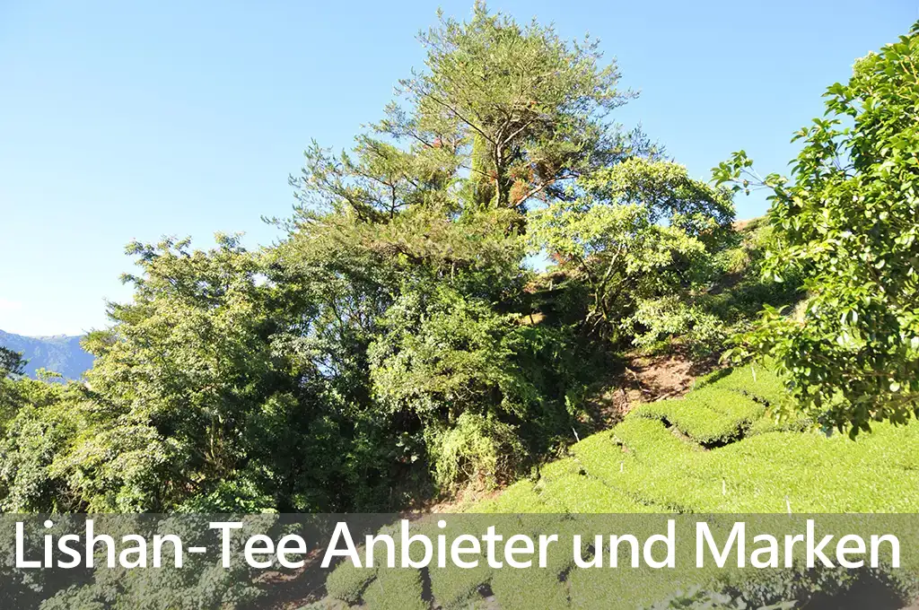 Lishan-Tee Anbieter und Marken